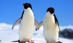 碎嘴企鹅爆料视频下载,幕后真相大曝光！